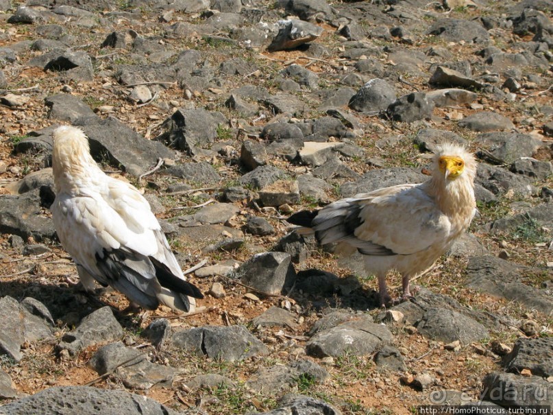 Зонты плато Диксам