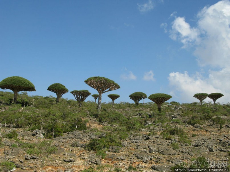 Зонты плато Диксам