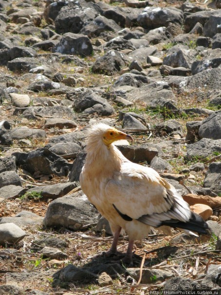 Зонты плато Диксам