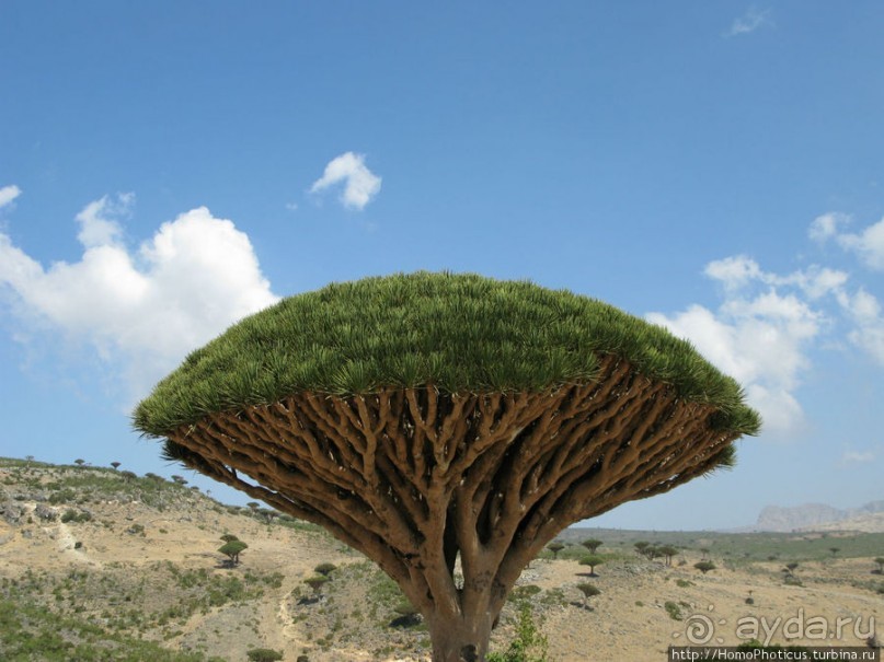 Зонты плато Диксам