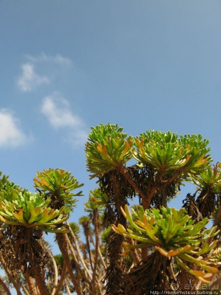 Зонты плато Диксам