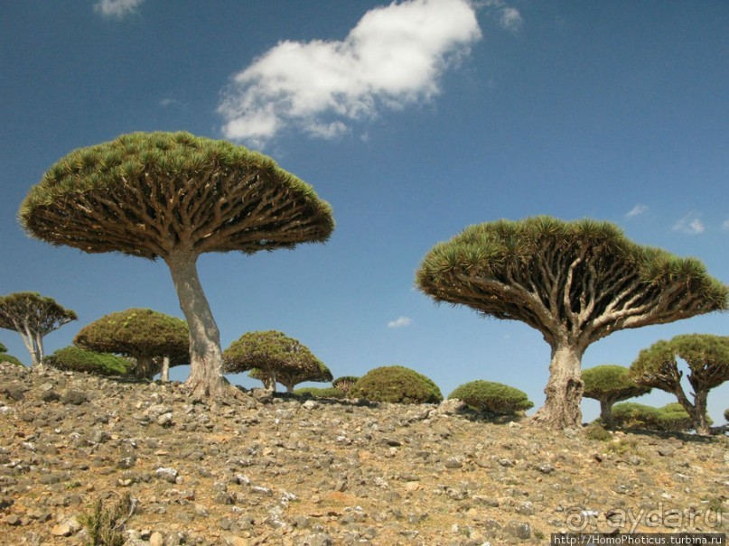 Зонты плато Диксам