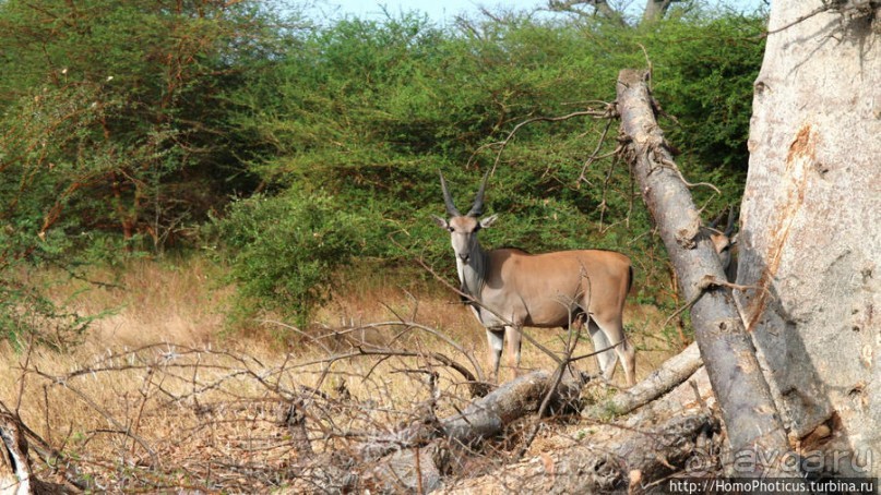 Заповедник имени баобаба