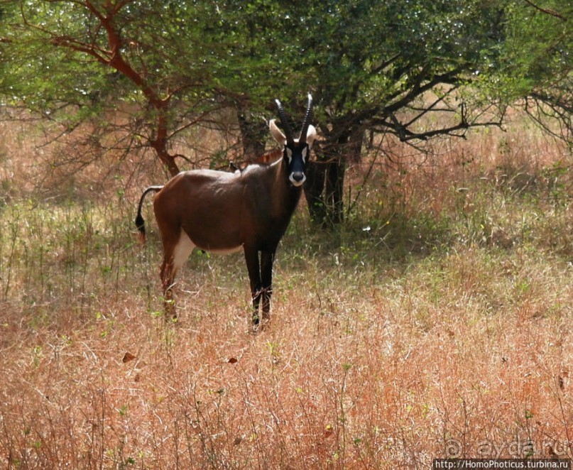Заповедник имени баобаба