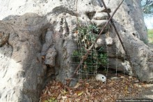 Заповедник имени баобаба