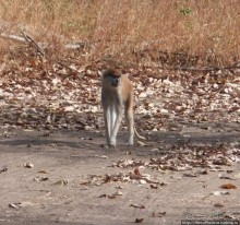 Заповедник имени баобаба