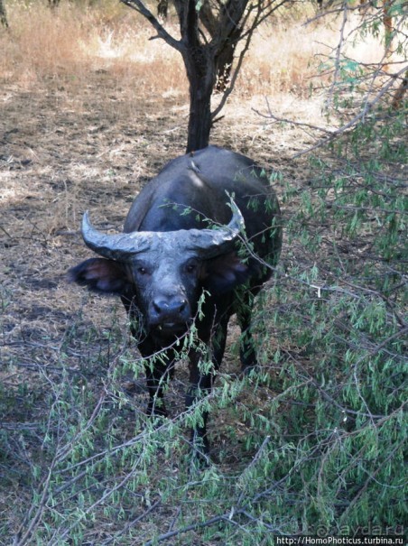 Заповедник имени баобаба