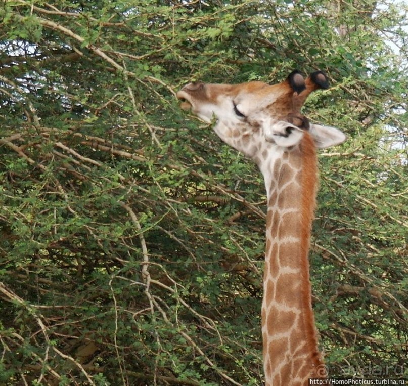 Заповедник имени баобаба