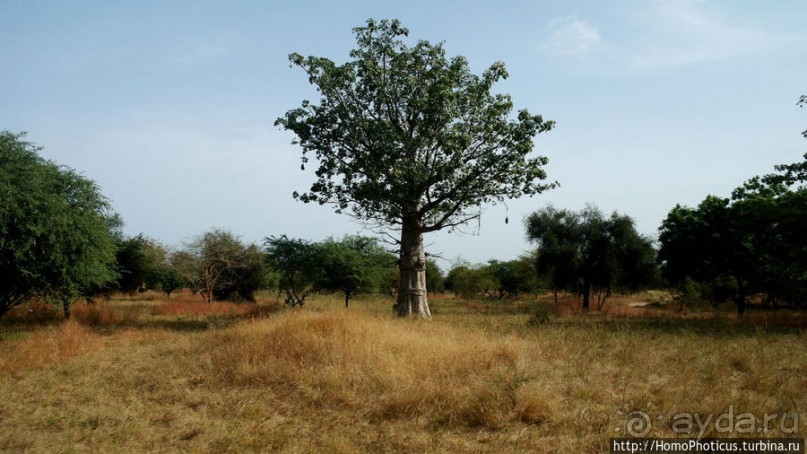 Заповедник имени баобаба
