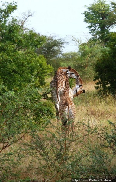 Заповедник имени баобаба