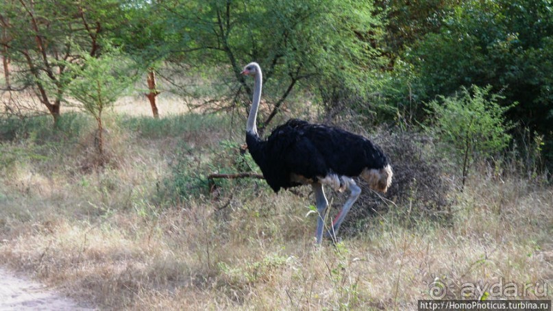 Заповедник имени баобаба