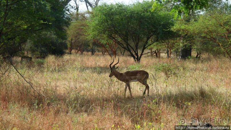 Заповедник имени баобаба