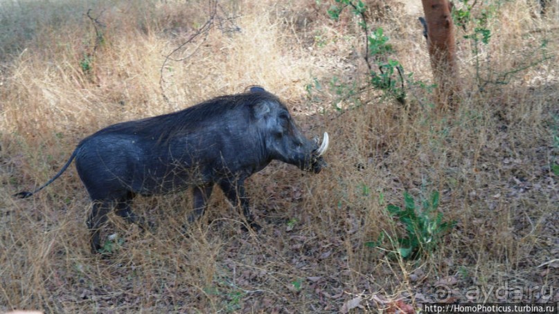Заповедник имени баобаба