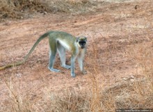 Заповедник имени баобаба