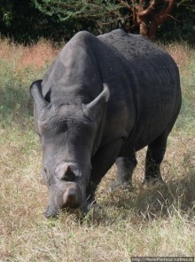 Заповедник имени баобаба