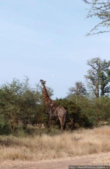 Заповедник имени баобаба
