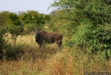 Заповедник имени баобаба