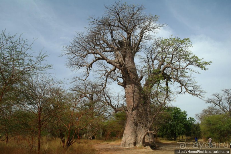 Заповедник имени баобаба