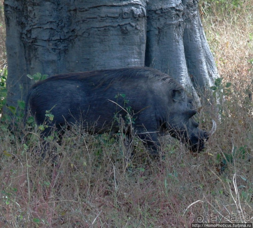 Заповедник имени баобаба
