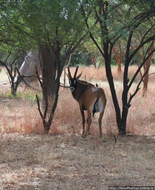 Заповедник имени баобаба