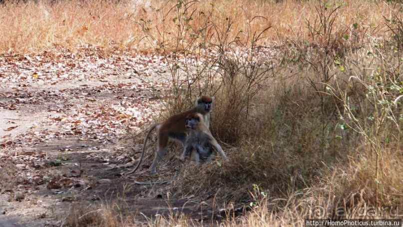 Заповедник имени баобаба