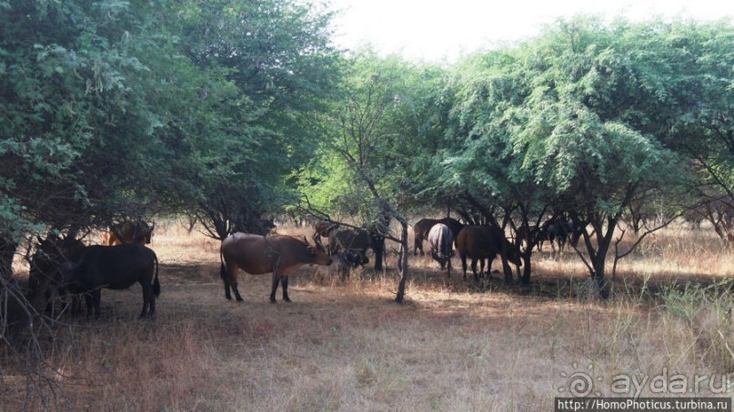 Заповедник имени баобаба