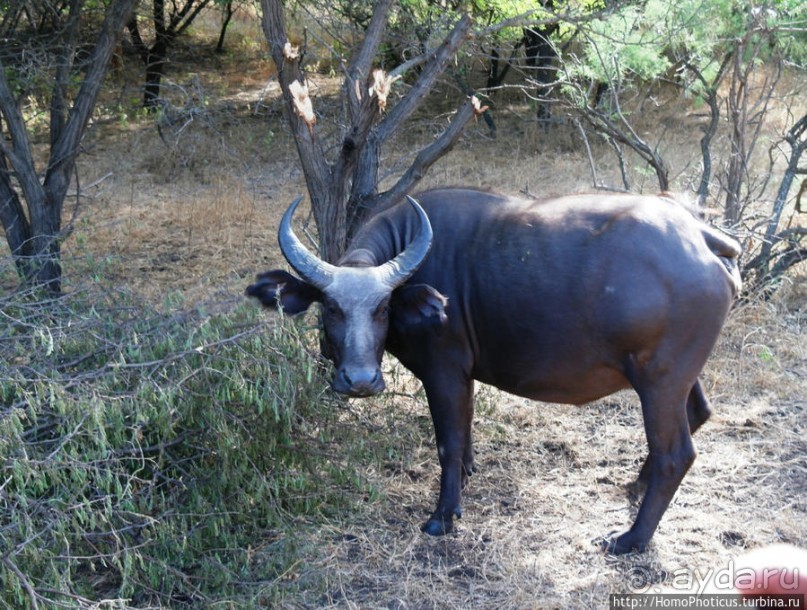 Заповедник имени баобаба