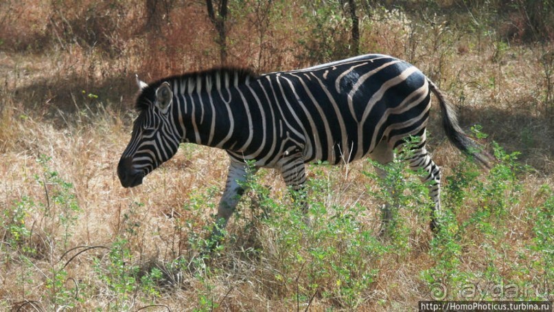 Заповедник имени баобаба