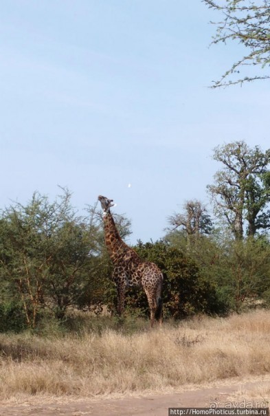 Заповедник имени баобаба