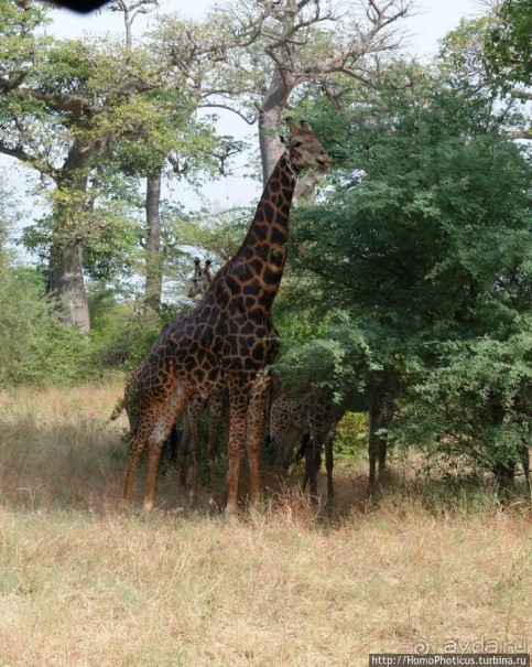 Заповедник имени баобаба