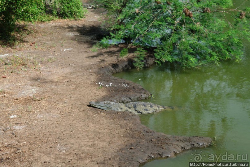 Заповедник имени баобаба