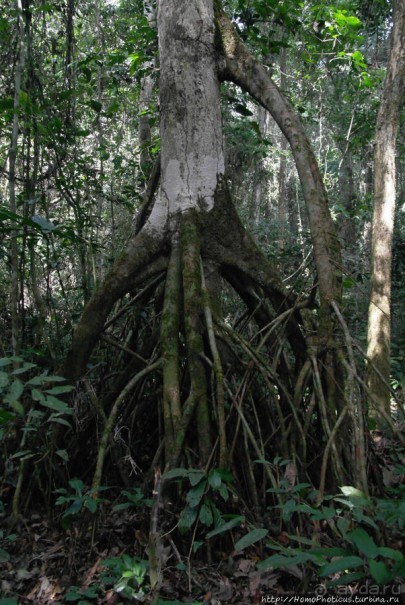 Пигмеи бака. Основы выживания в джунглях
