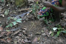 Пигмеи бака. Основы выживания в джунглях