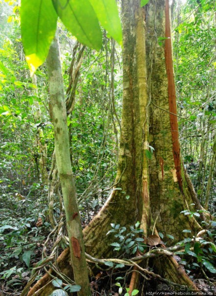 Пигмеи бака. Основы выживания в джунглях