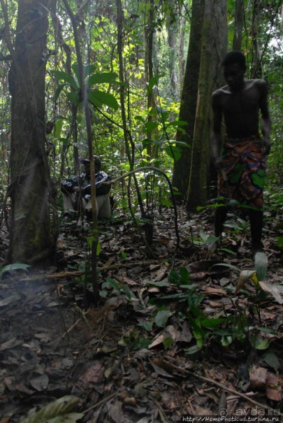 Пигмеи бака. Основы выживания в джунглях