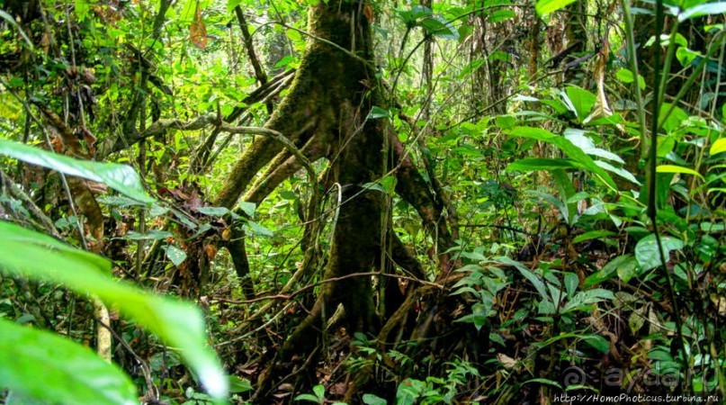 Пигмеи бака. Основы выживания в джунглях