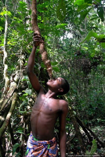 Пигмеи бака. Основы выживания в джунглях