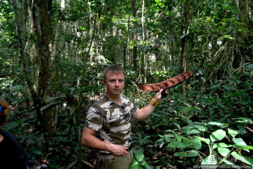 Пигмеи бака. Основы выживания в джунглях