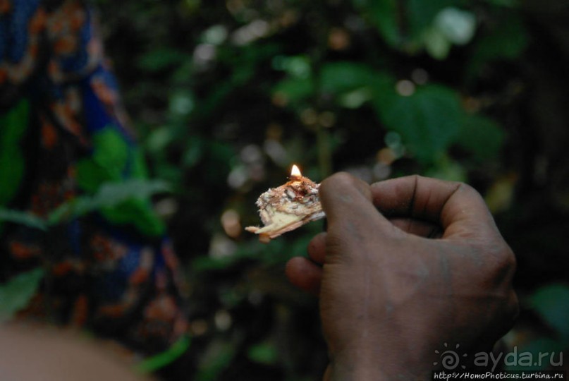 Пигмеи бака. Основы выживания в джунглях