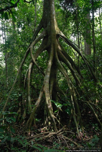 Пигмеи бака. Основы выживания в джунглях