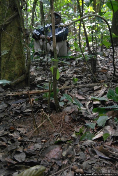 Пигмеи бака. Основы выживания в джунглях
