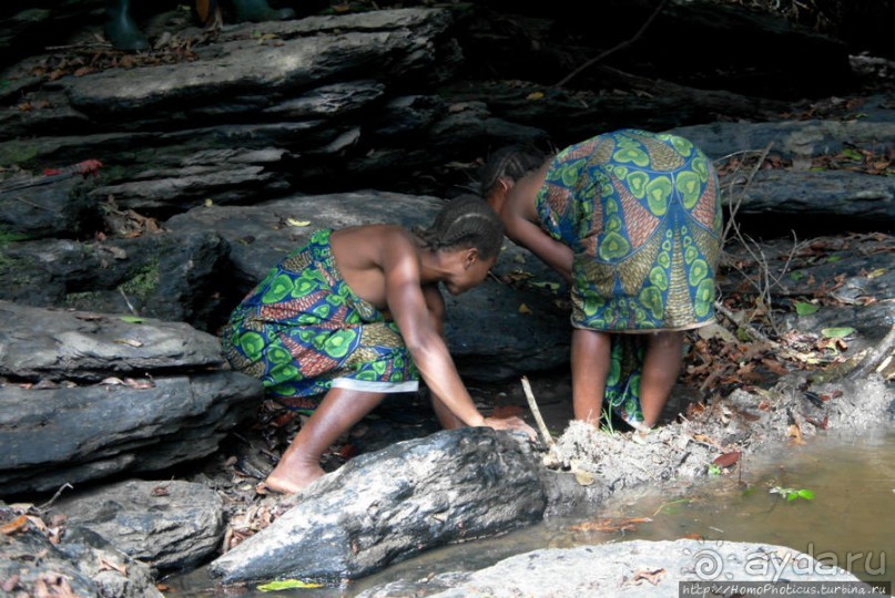 Пигмеи бака. Основы выживания в джунглях