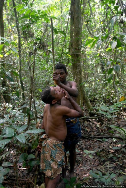 Пигмеи бака. Основы выживания в джунглях