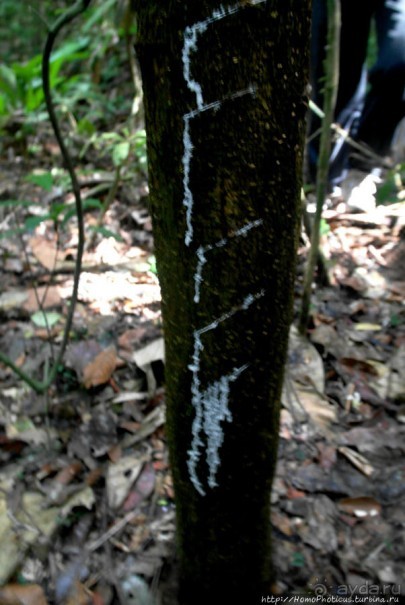 Пигмеи бака. Основы выживания в джунглях