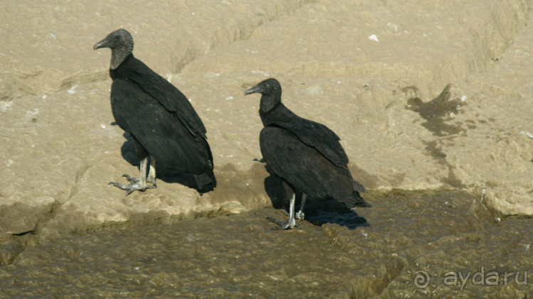 Мексиканские цивилизации
