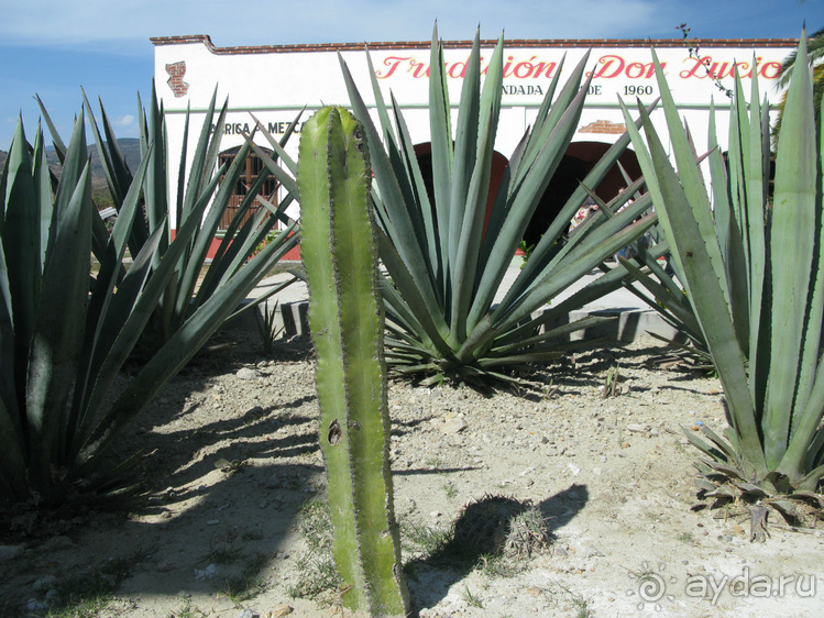 Мексиканские цивилизации