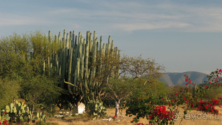 Мексиканские цивилизации