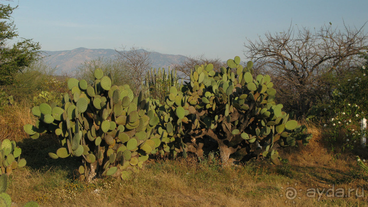 Мексиканские цивилизации
