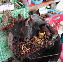 Долгая дорога к Золотому Камню