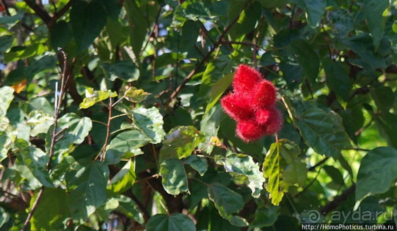 Долгая дорога к Золотому Камню